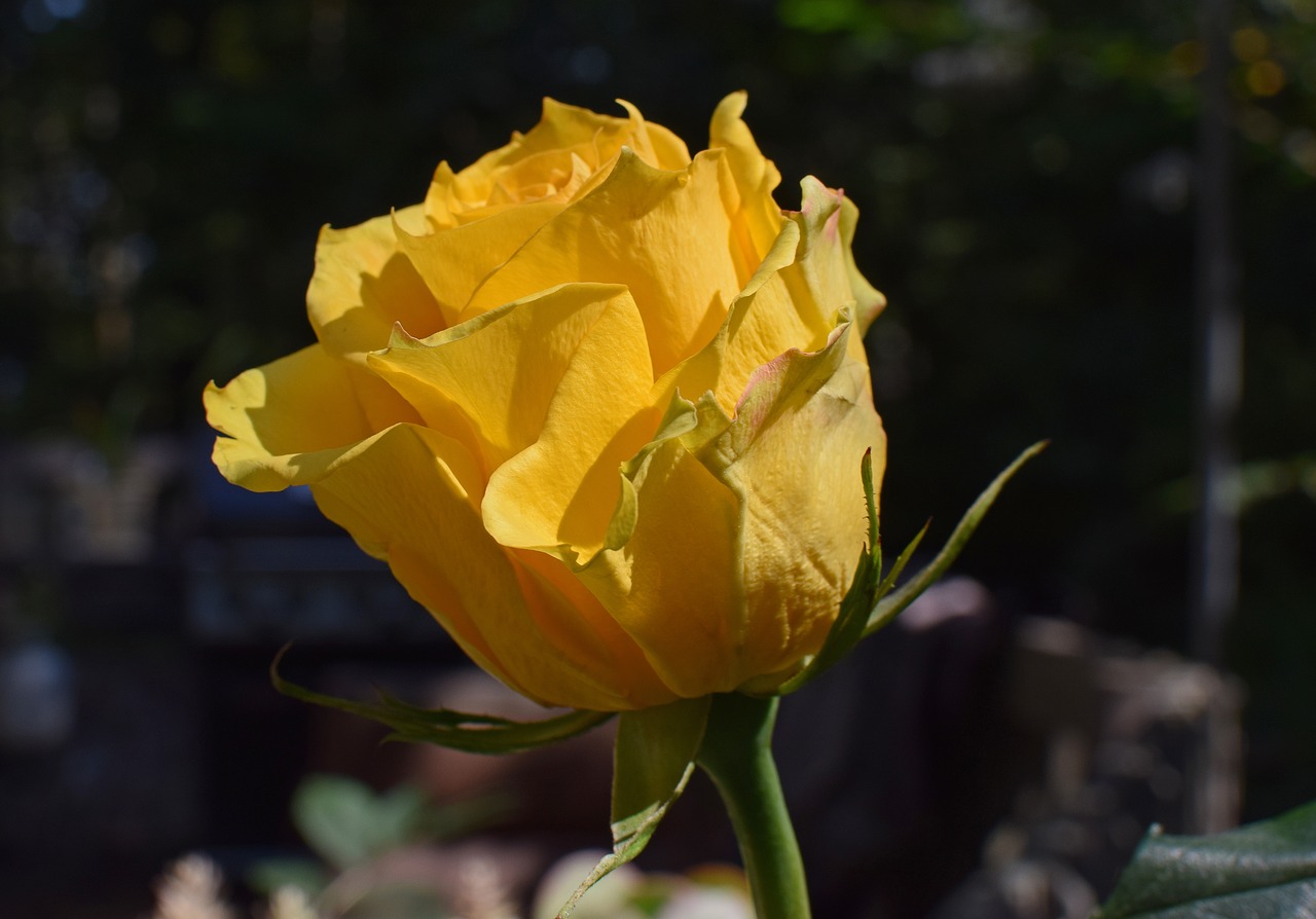 Image - yellow orange rose rose flower