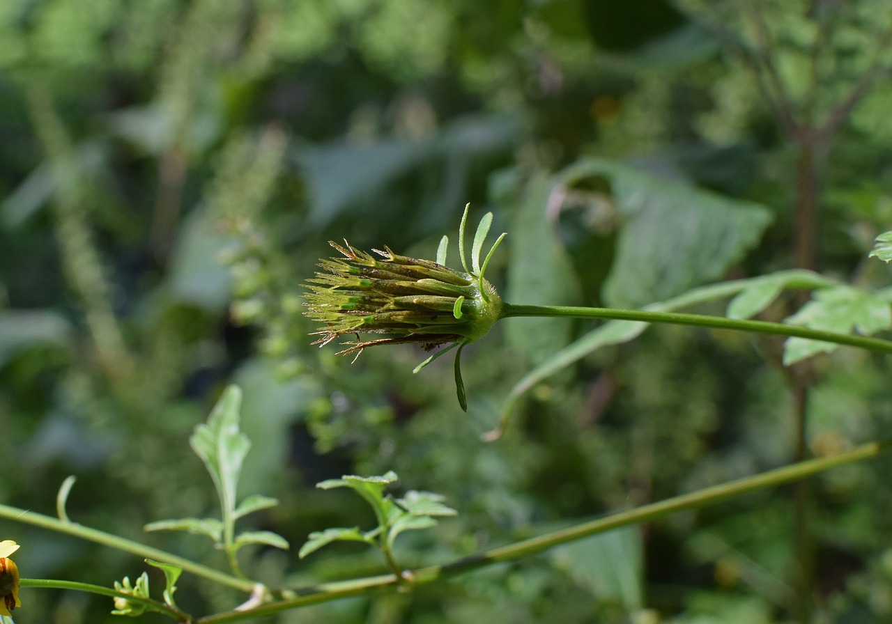 Image - jacob ragweed seed pods seed weed