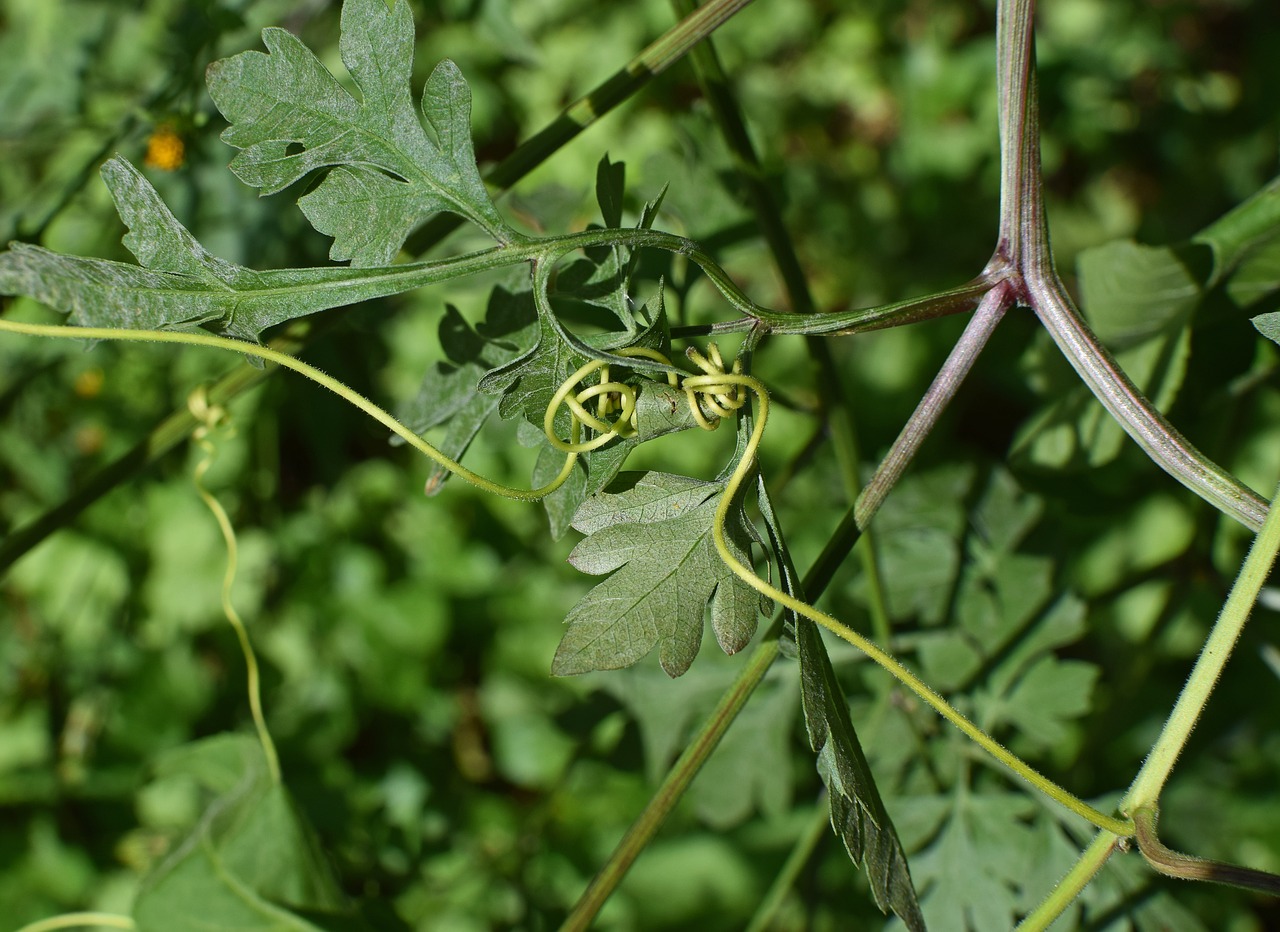 Image - passion flower tendrils vine climber