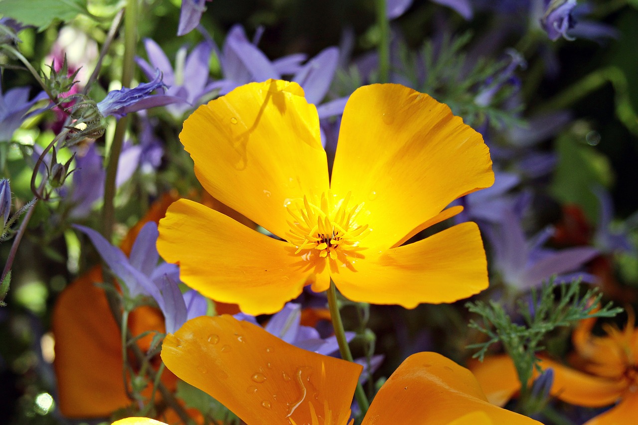 Image - eschscholzia californica orange
