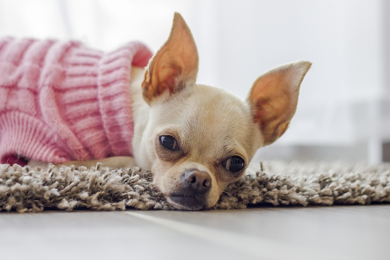 Image - chihuahua dog puppy cute nose