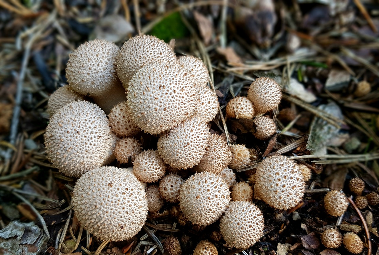 Image - mushrooms forest mushroom umbrinum