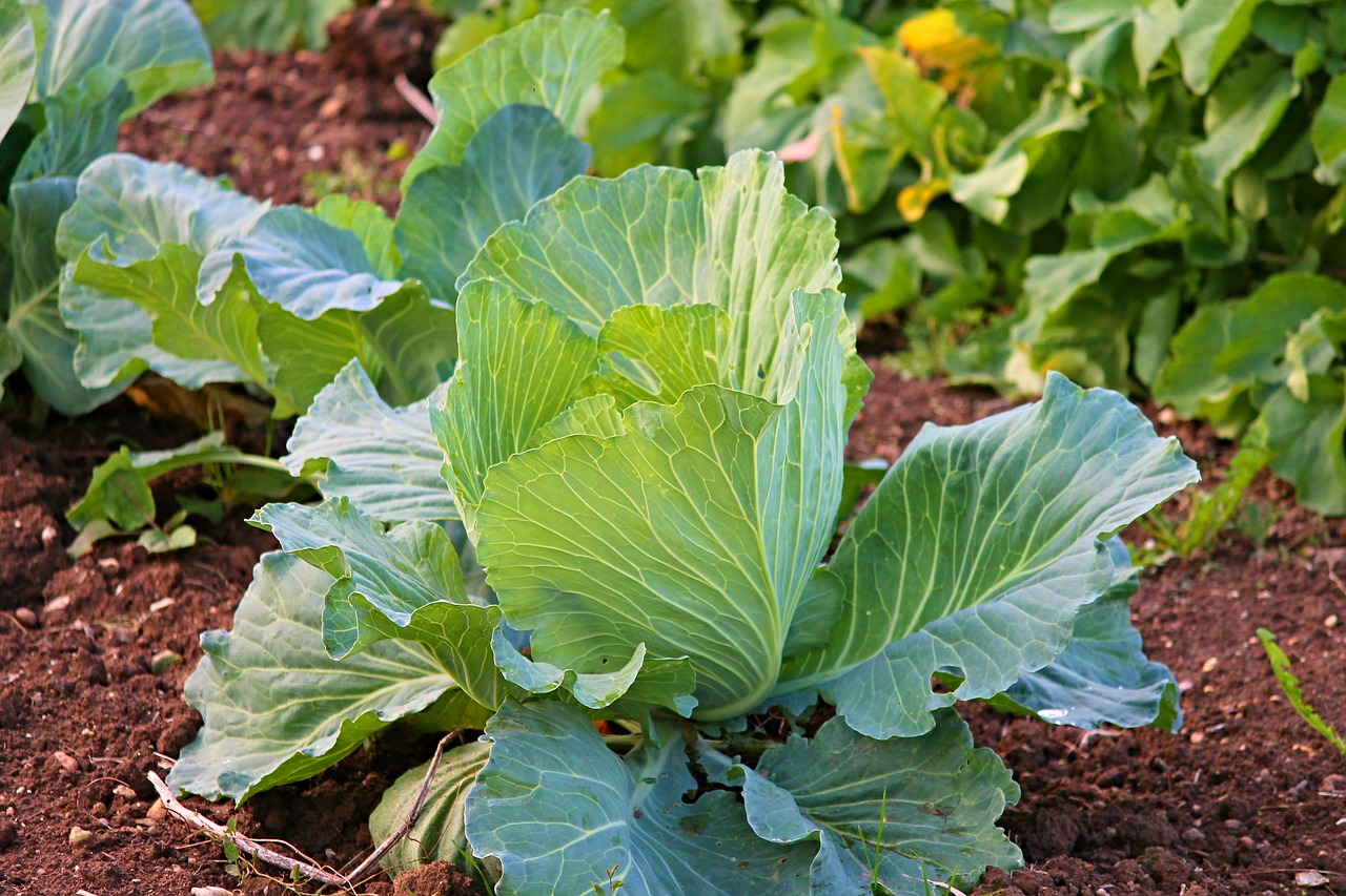 Image - white cabbage cabbage kohl