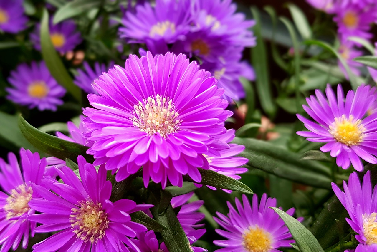 Image - aster herbstaster flowers