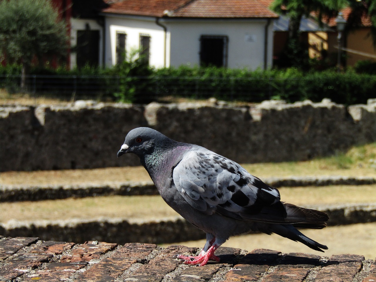 Image - pigeon birds animal world volatile