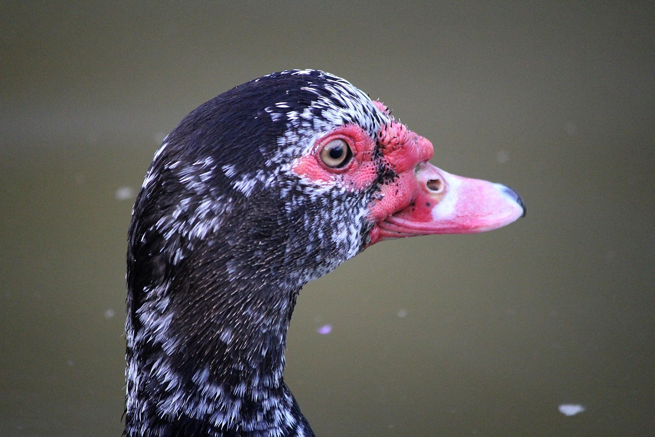 Image - duck waterfowl hair metallurgy