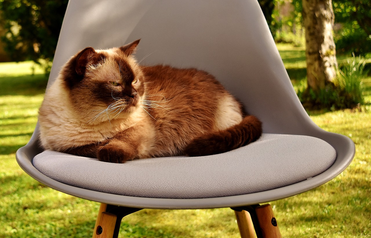 Image - british shorthair cat domestic cat