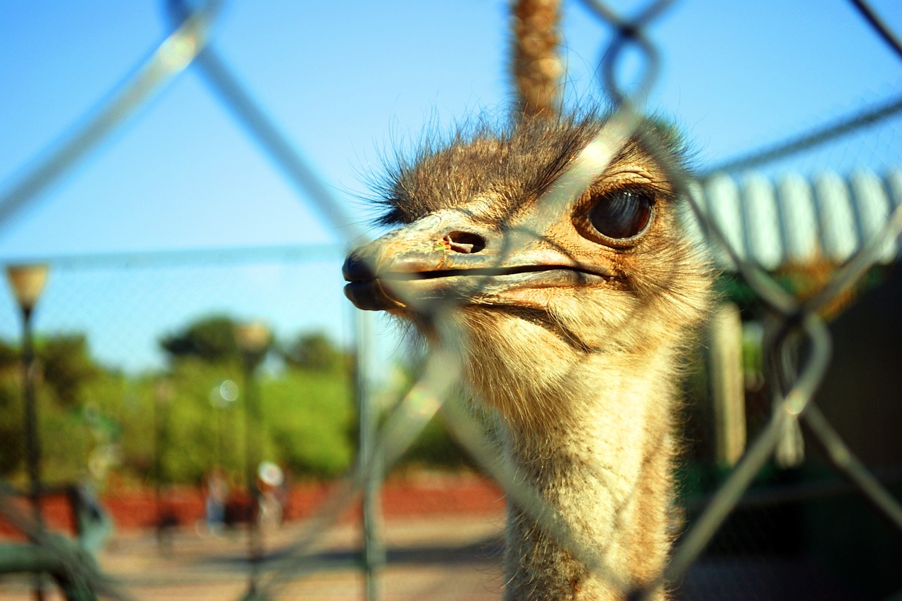 Image - ostrich animal ostrich observing