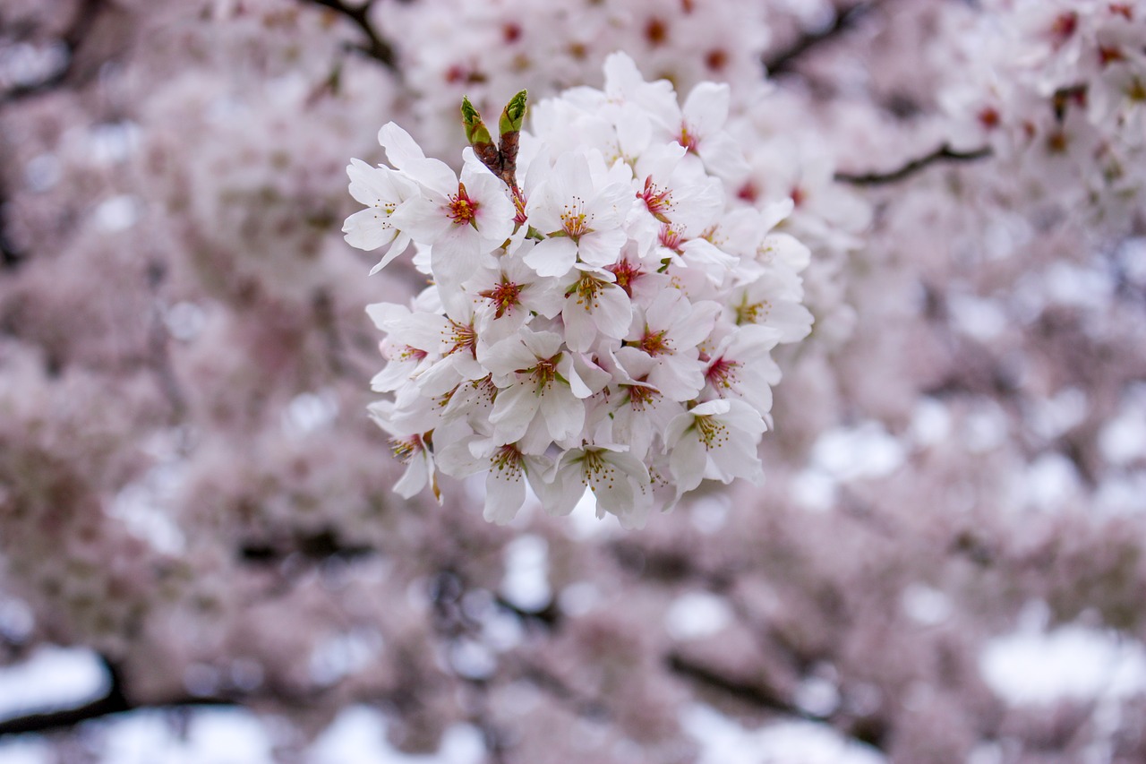 Image - cherry spring in full bloom