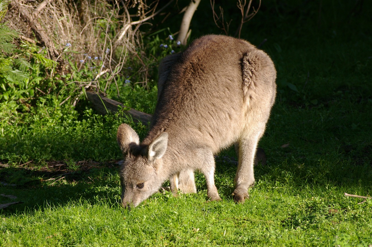 Image - kangaroo wallaby young mammal