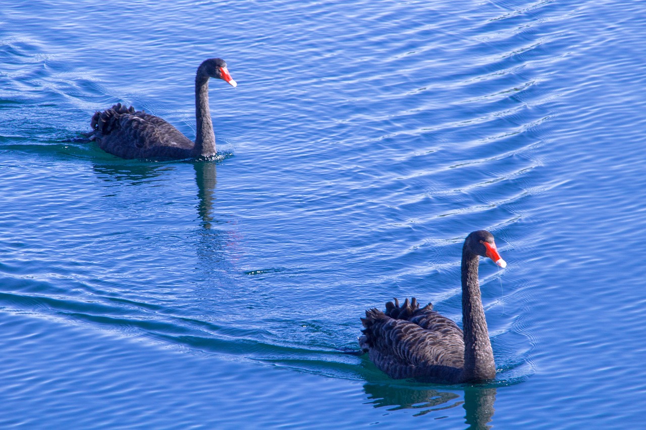 Image - swans swan blue ocean black swan