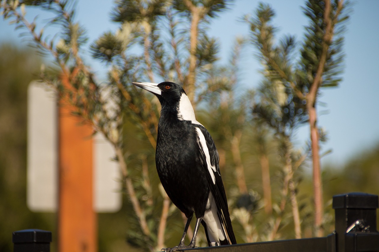 Image - magpie bird nature wildlife
