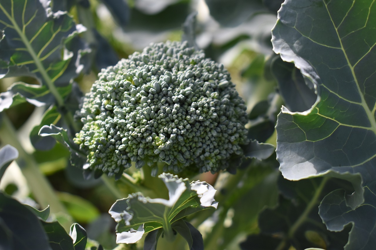 Image - broccoli garden vegetable organic