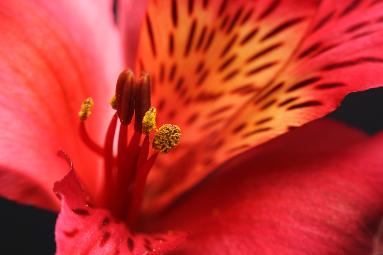 Image - macro flower blossom red stamen