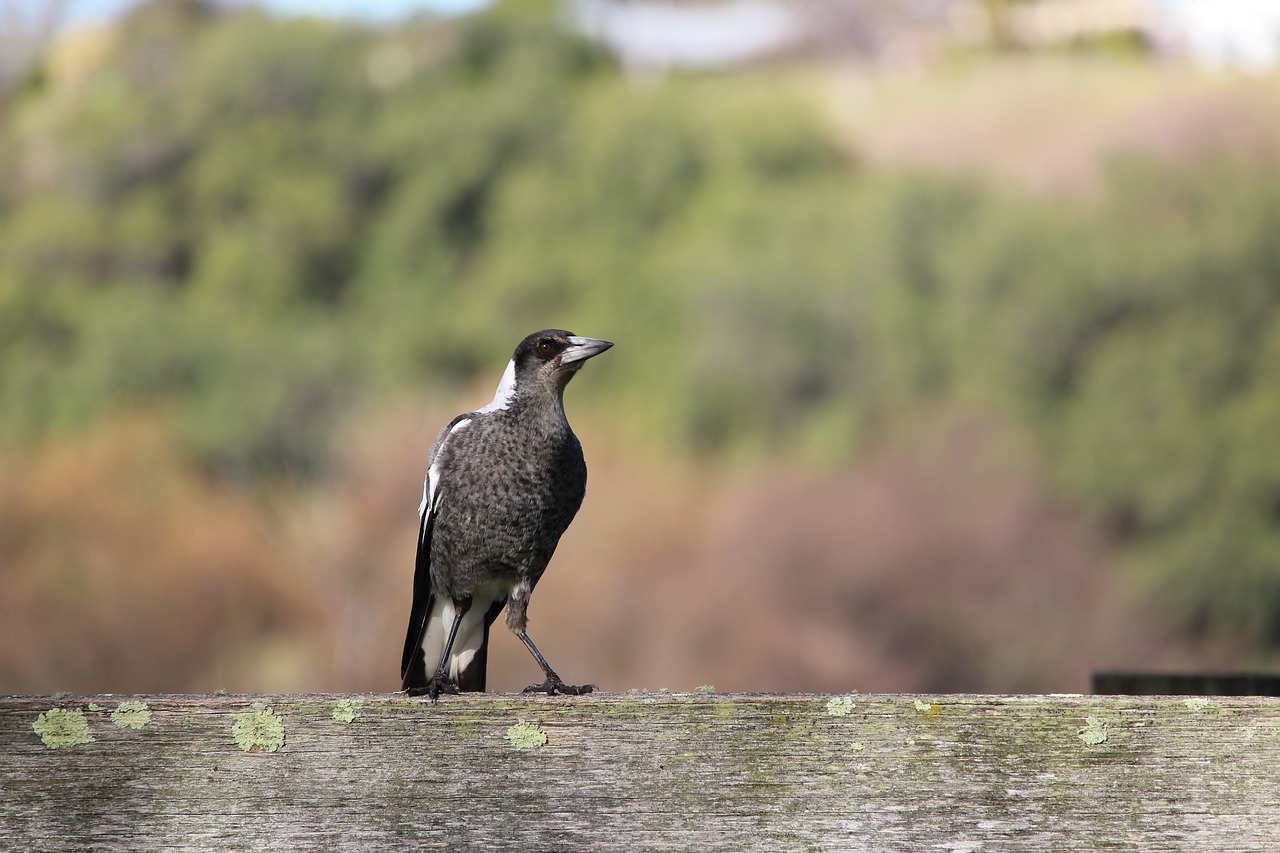 Image - magpie baby young juvenile perched