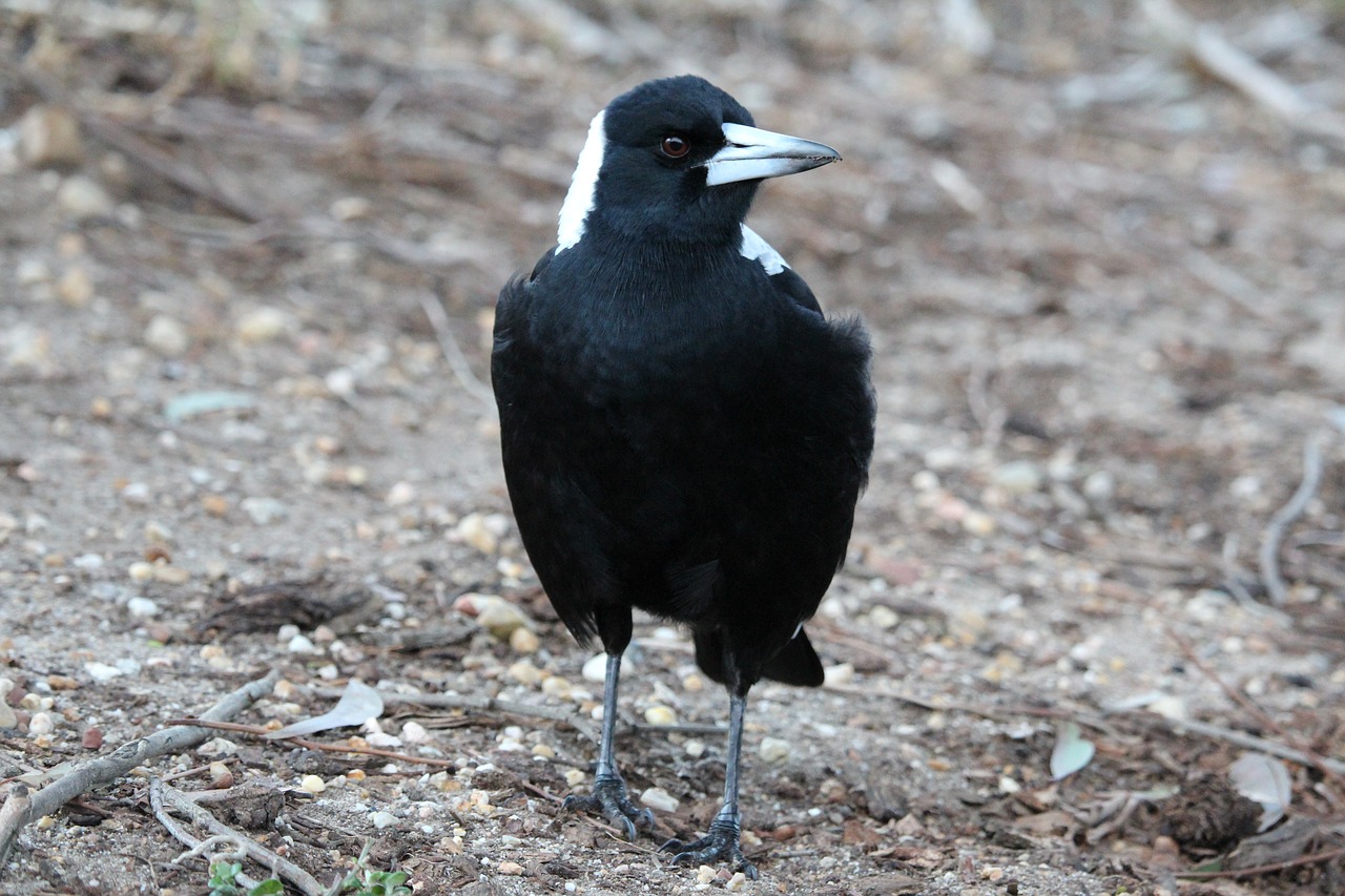 Image - magpie bird standing ground