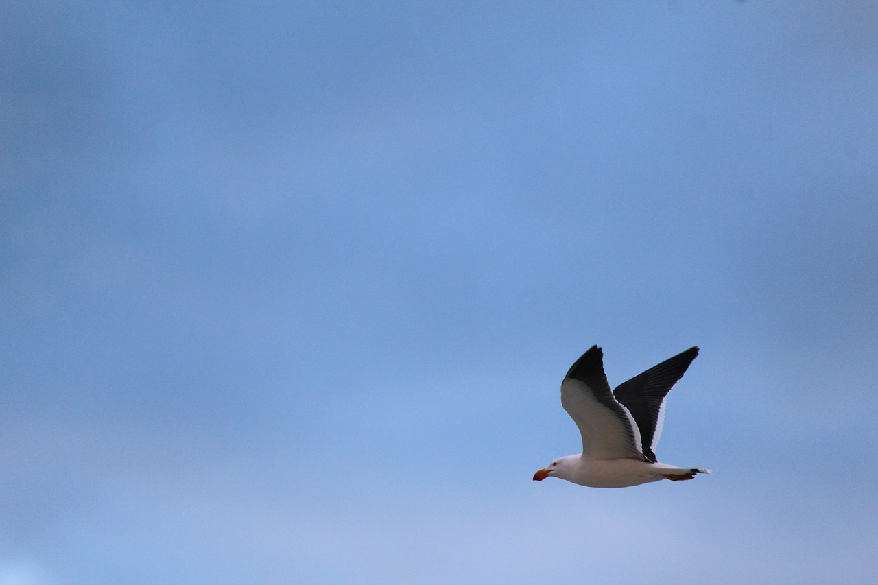 Image - gull pacific flying soaring sky