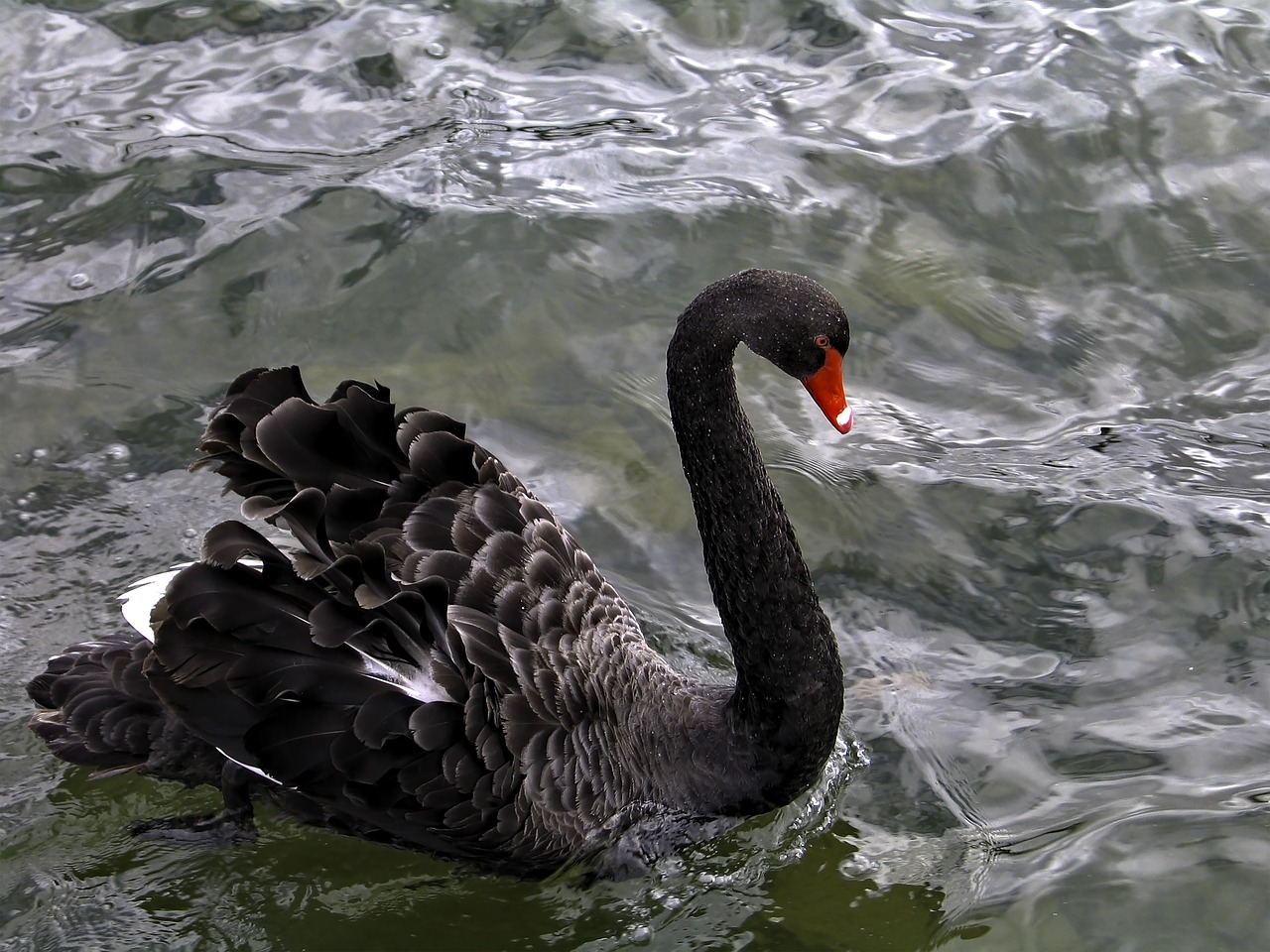 Image - black swan swan in canberra