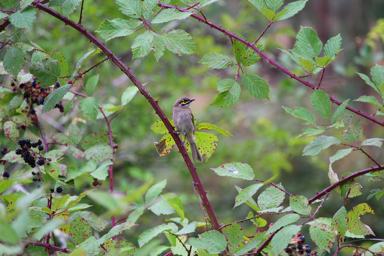 Image - honey eater bird berries