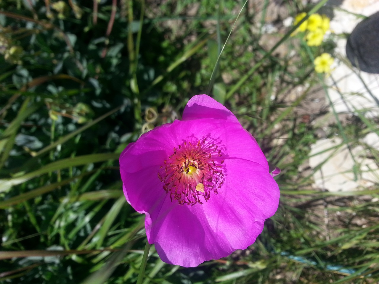 Image - purple poppy picture flower green
