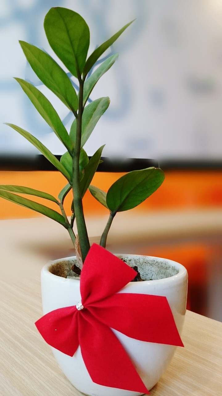 Image - small tree tree potted plants bow