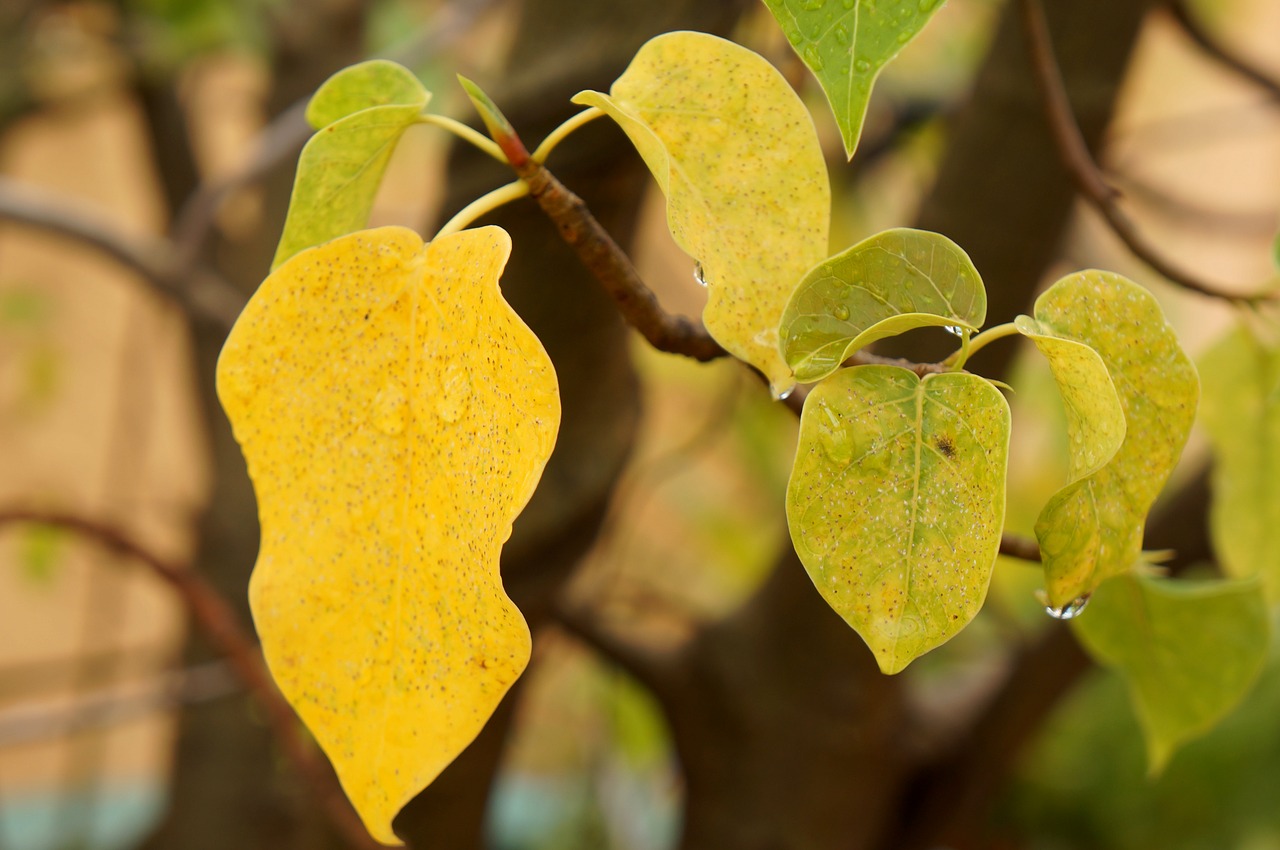 Image - yellow leaves wet rain natural