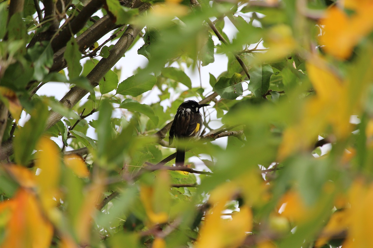 Image - new holland honey eater honeyeater