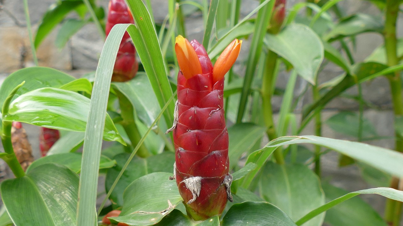 Image - flower việt nam nature color red