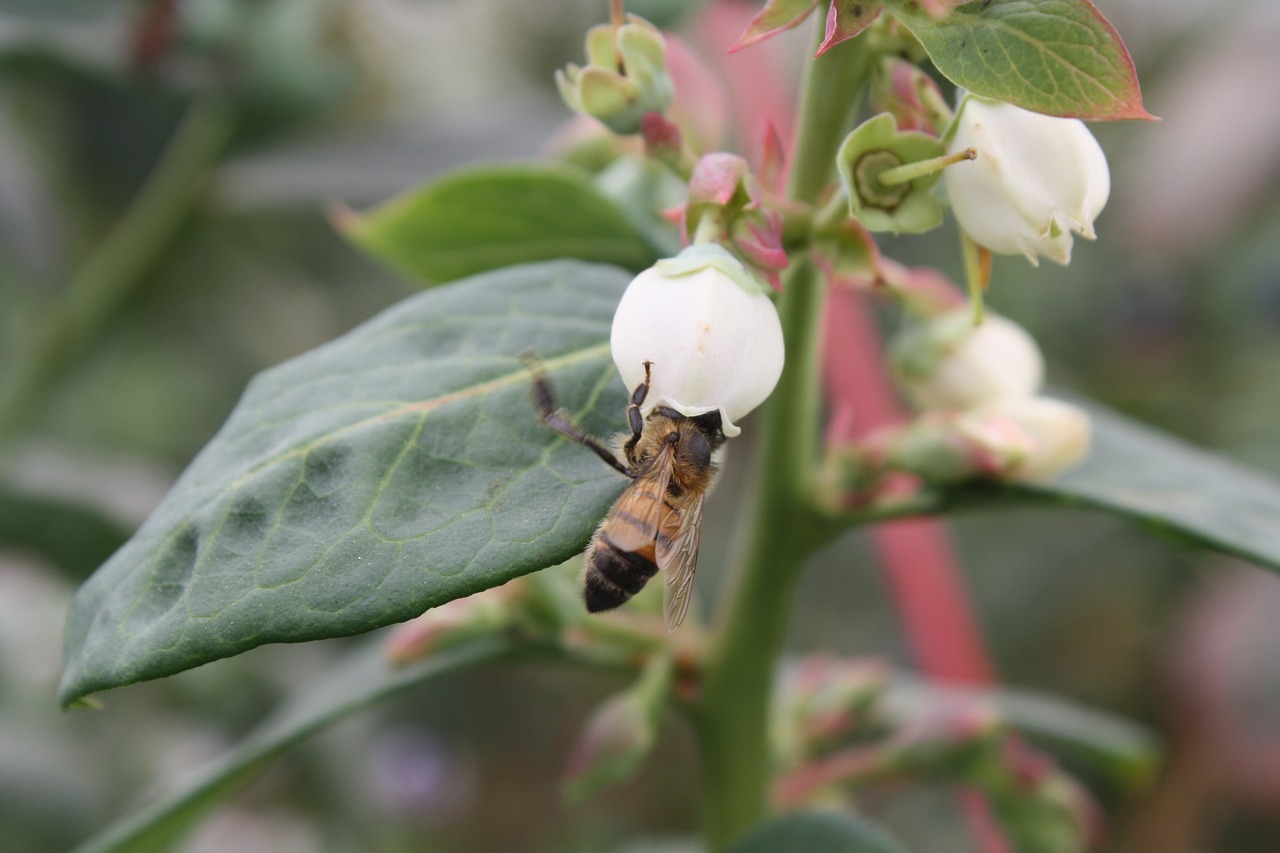 Image - blueberry apis mellifera pollination