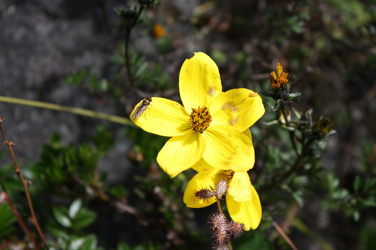 Image - yellow flower moor flower