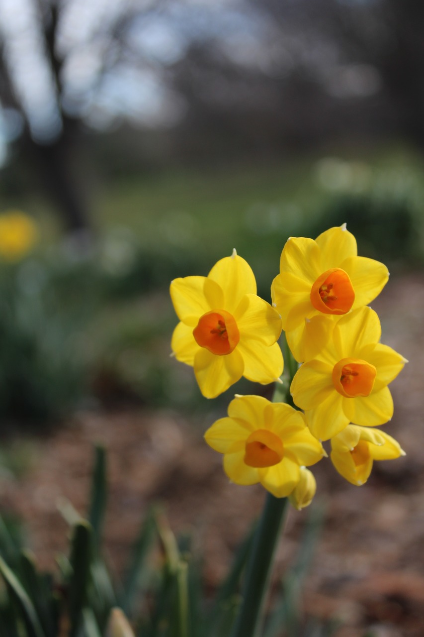 Image - flowers bulbs yellow orange spring