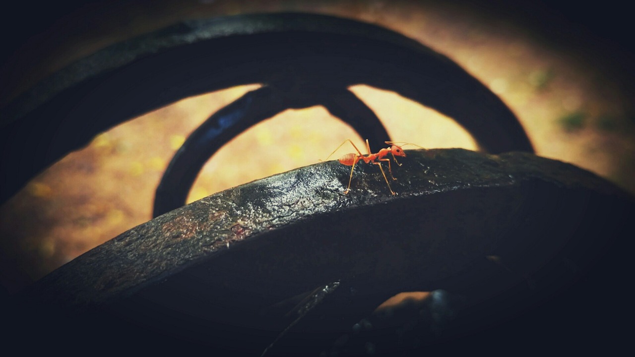 Image - ant red nature macro photography