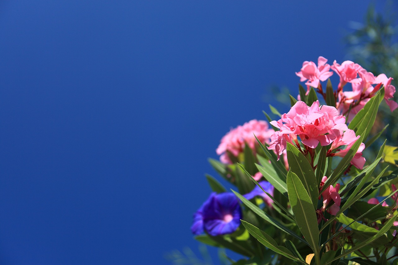 Image - oleander background beautiful bloom