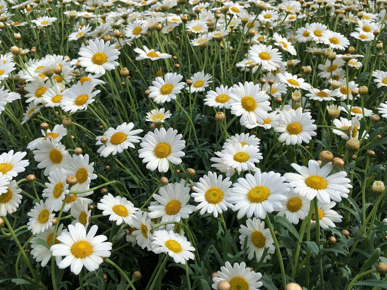 Image - chamomile flower background field