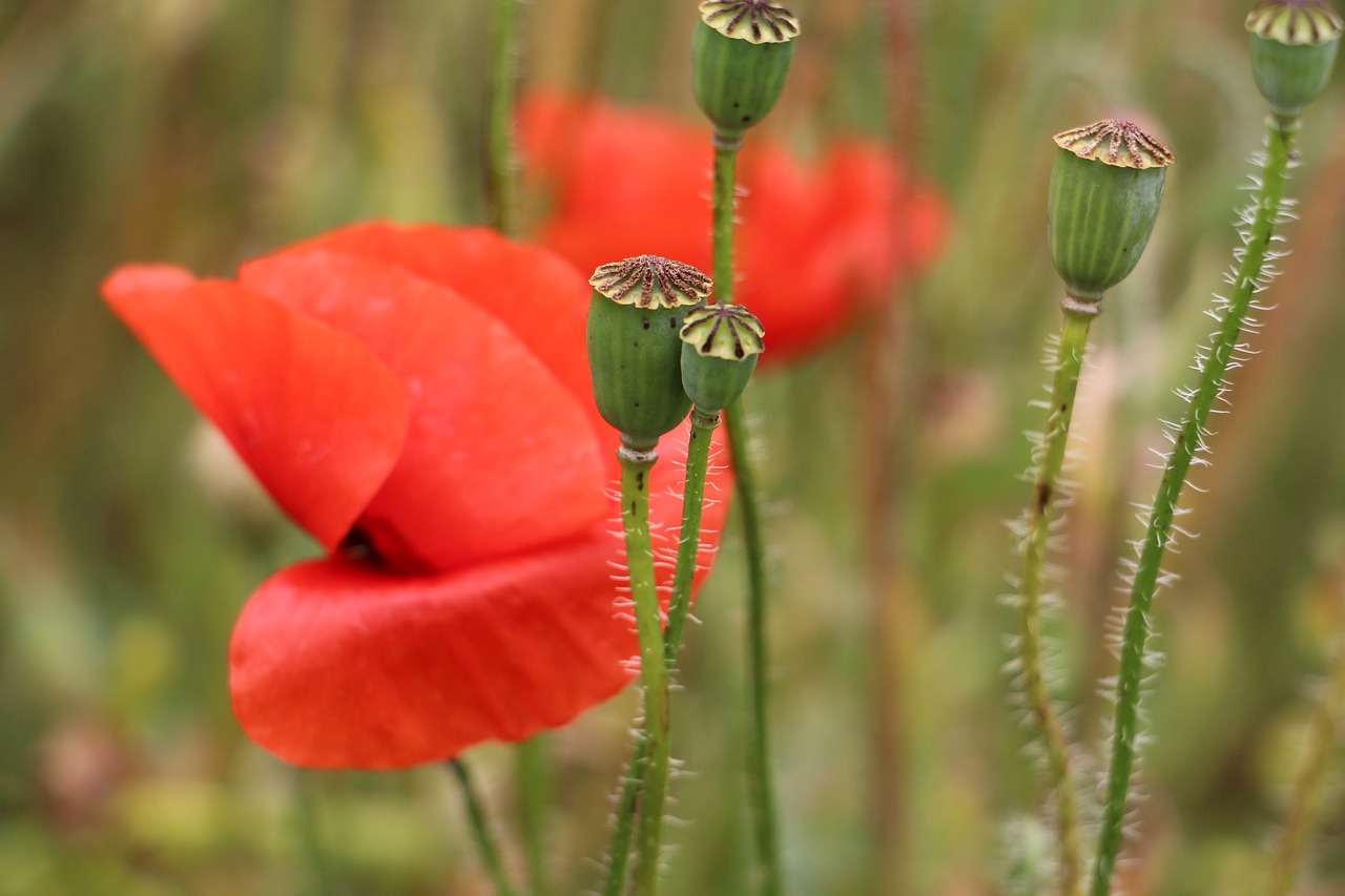 Image - poppy red field nature light wild