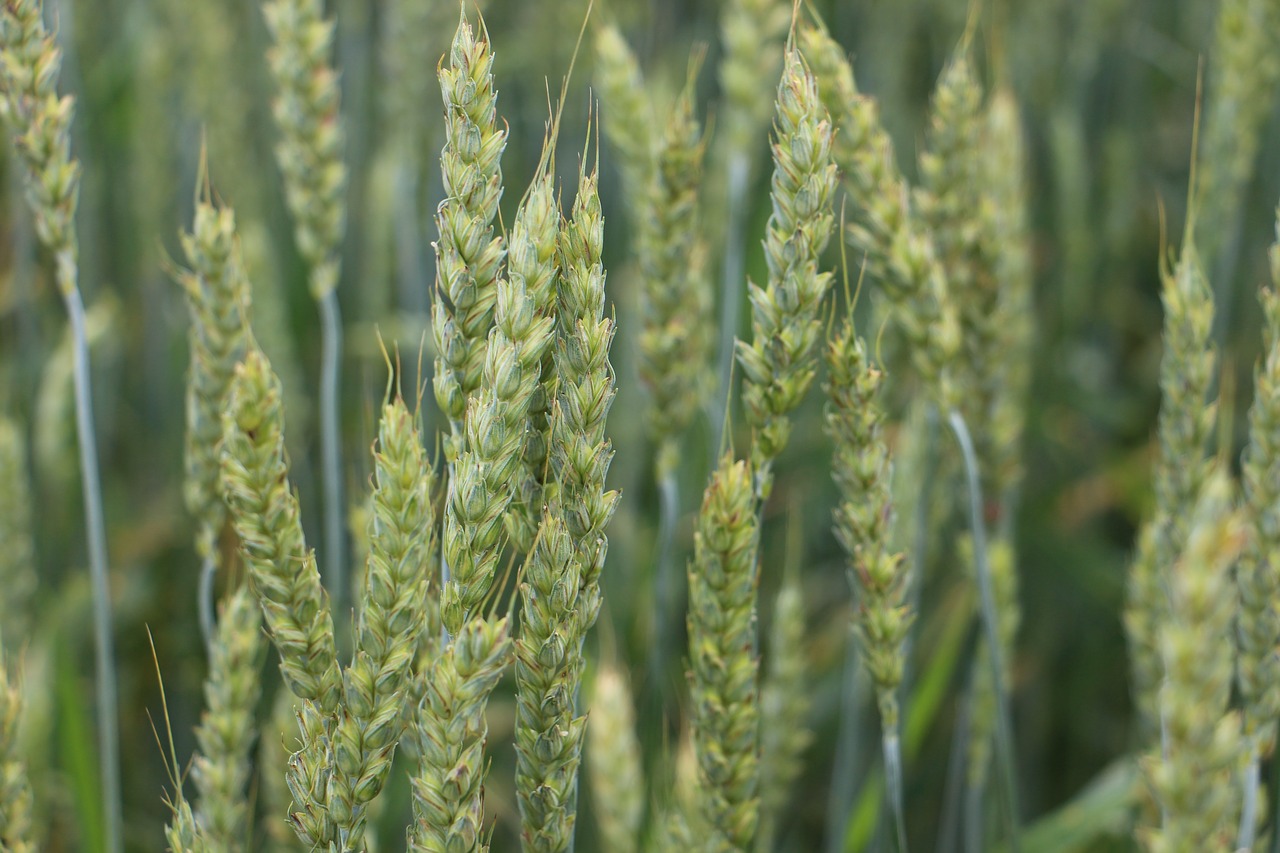 Image - field rye wheat summer farm ripe