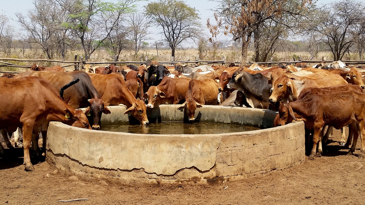 Image - cattle water trough livestock farm