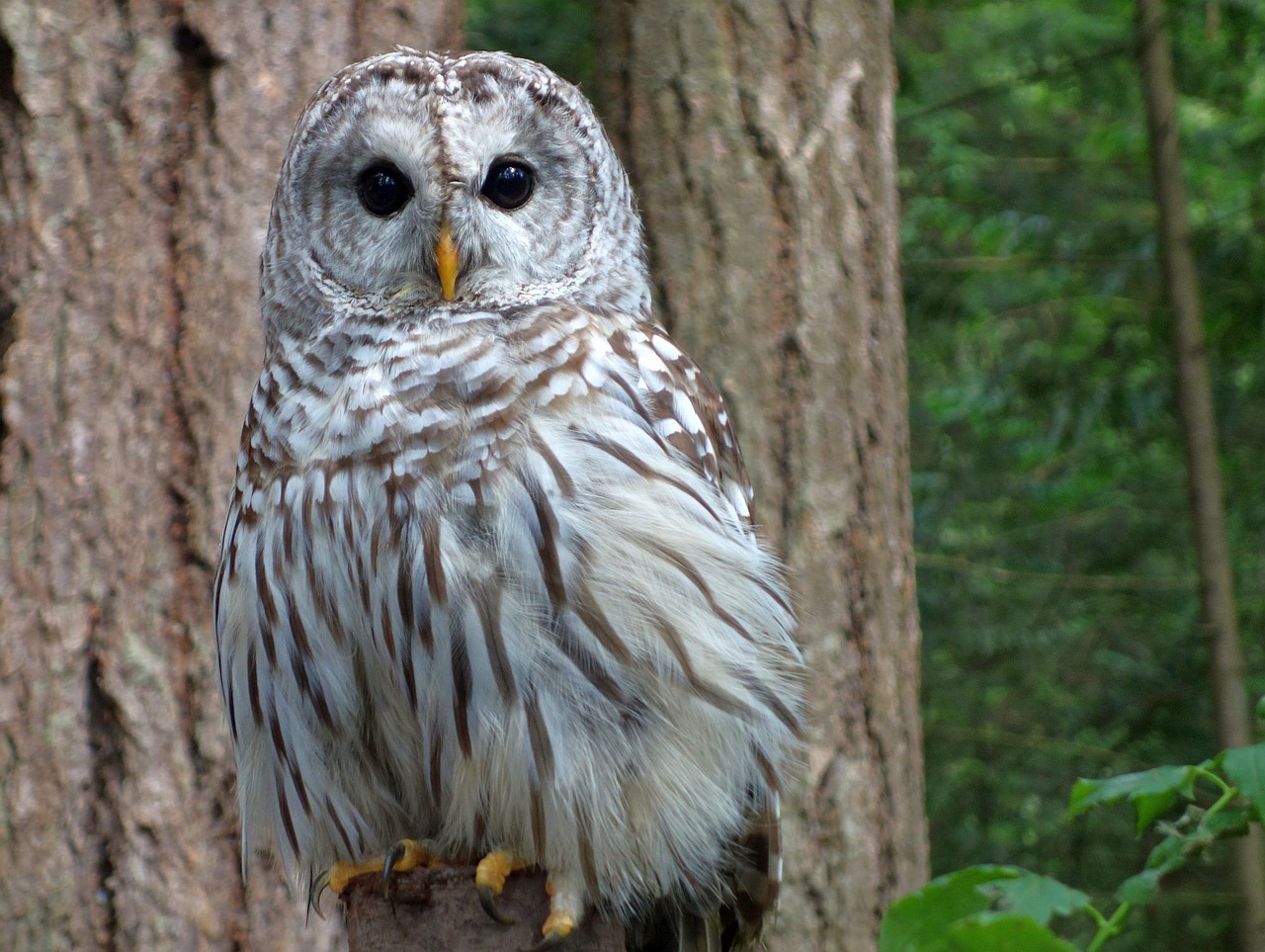 Image - owl snowy owl bird feather nature