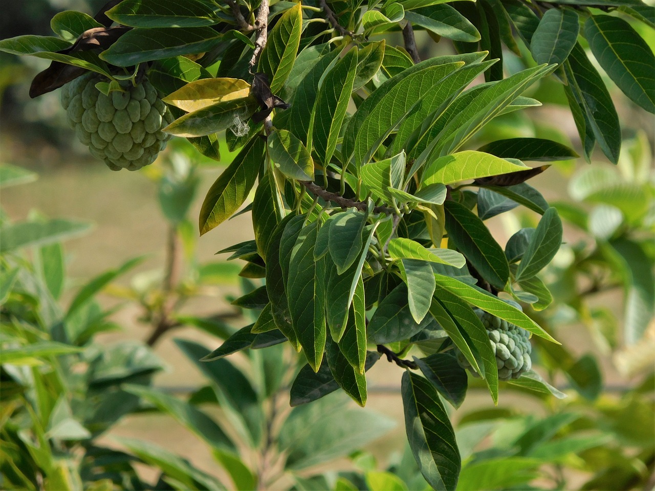 Image - nature leaf sugar apple plant