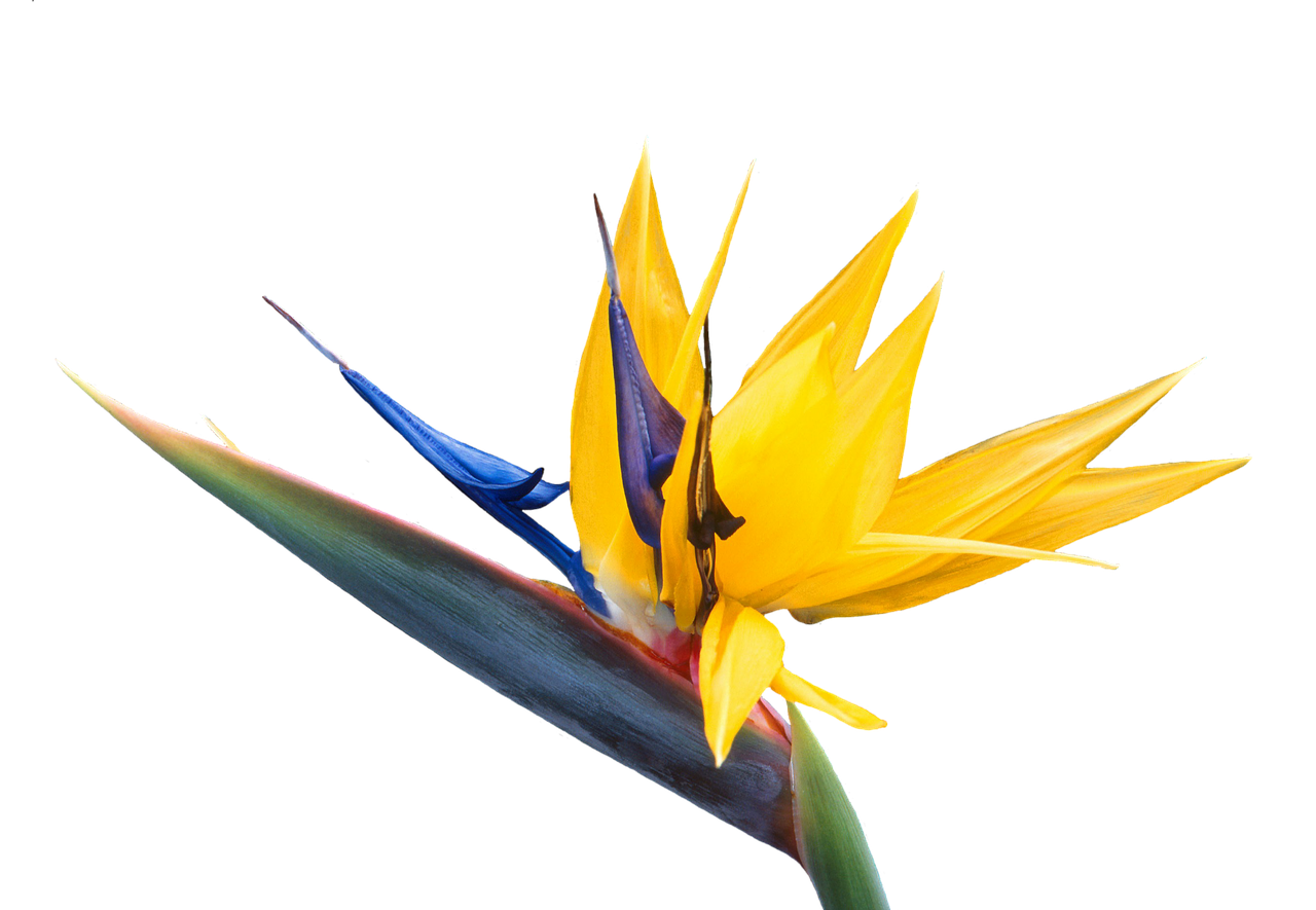 Image - caudata flower