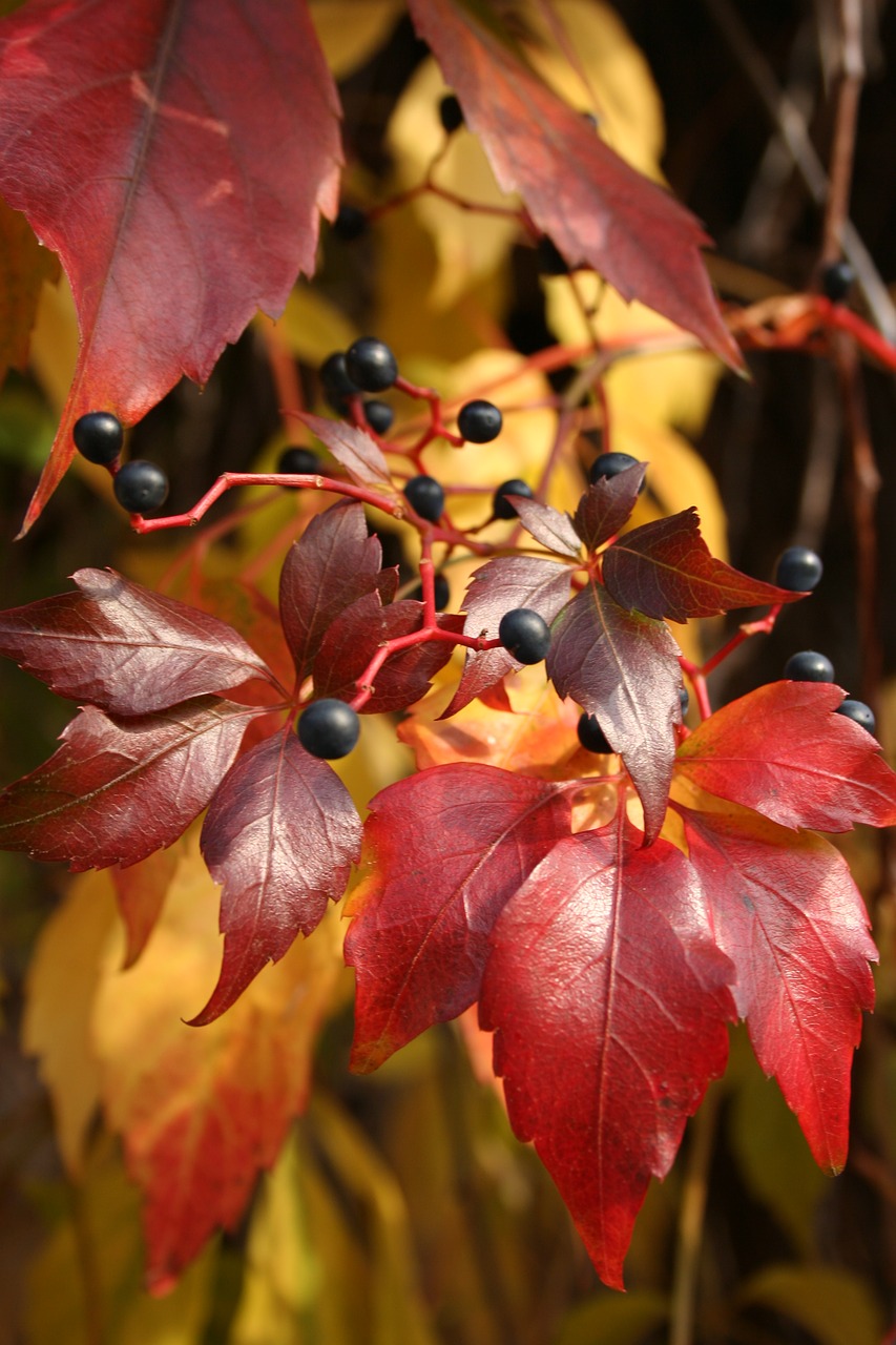 Image - autumn dzikiewino red leaflet