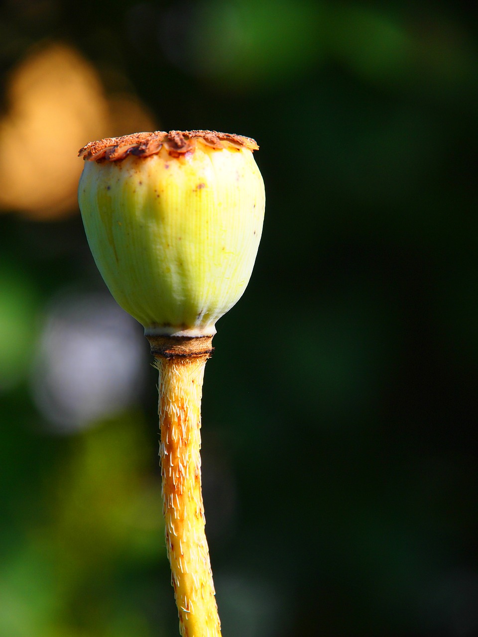 Image - poppy capsule garden flower plant