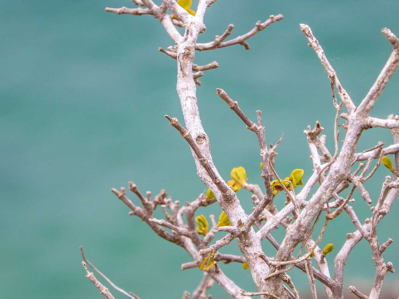 Image - branch engine sea turquoise rest