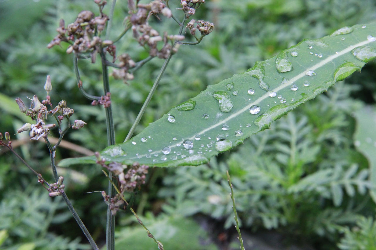 Image - water drops weeds leaf plant green