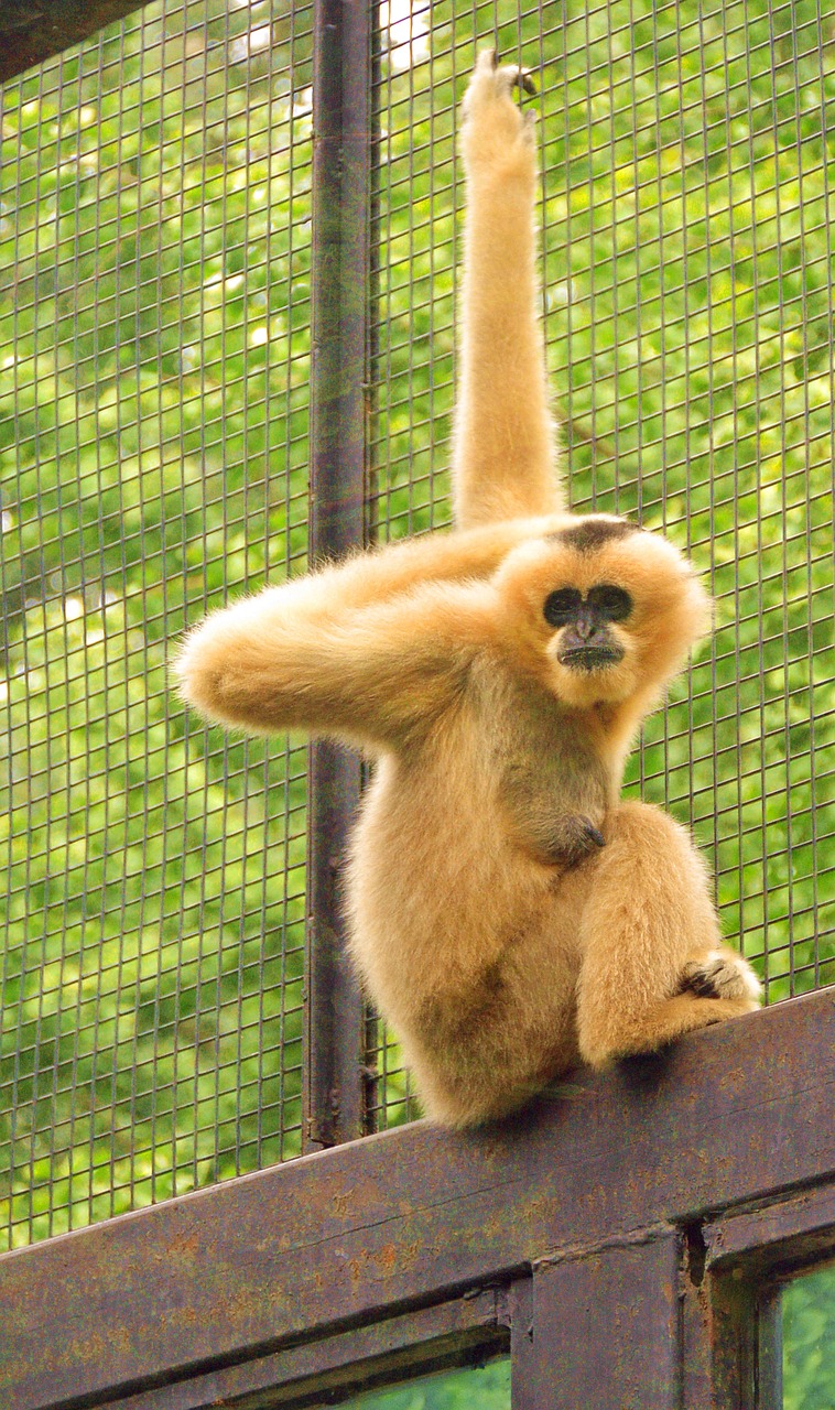 Image - gibbon animal zoo