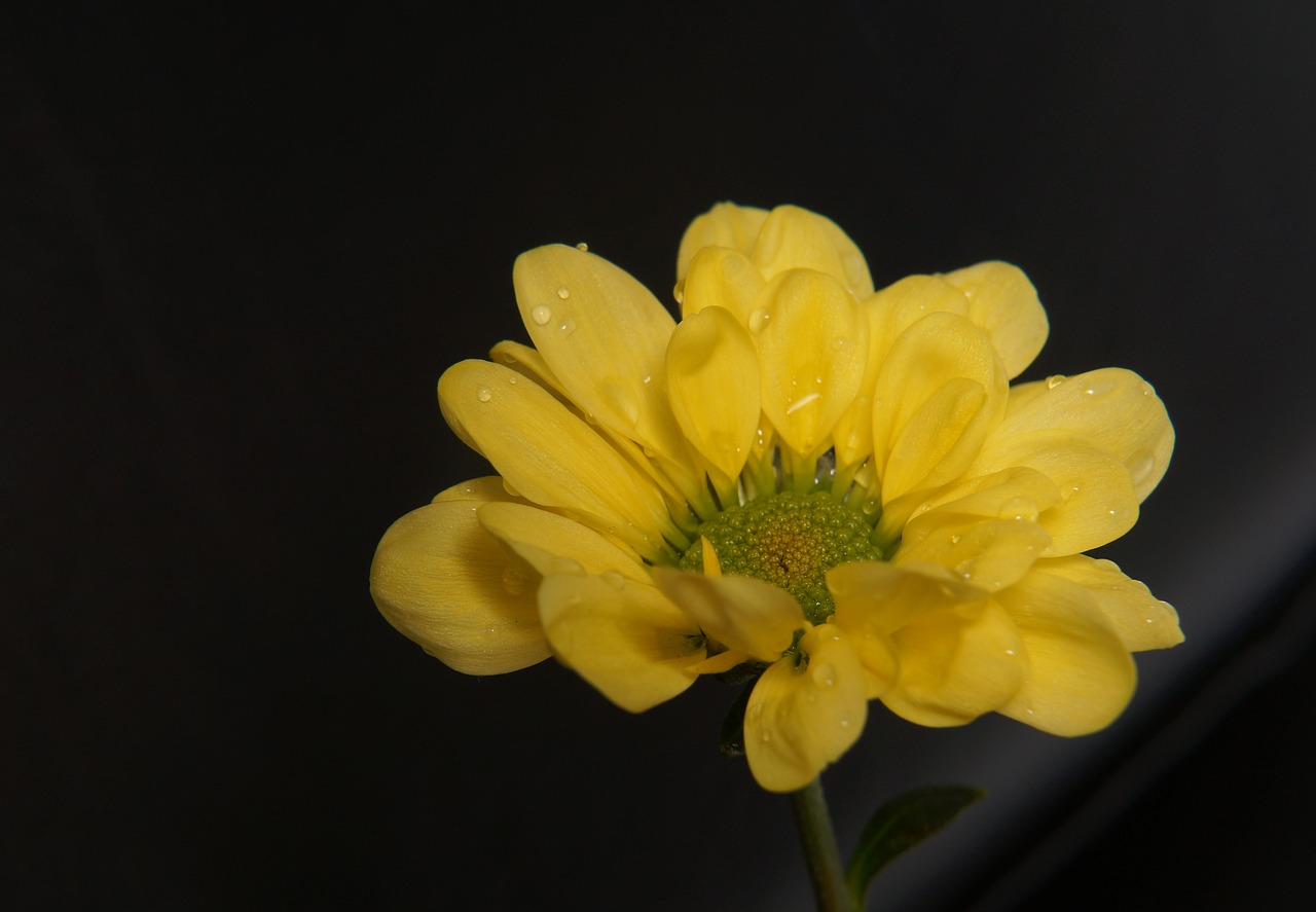 Image - chrysanthemum yellow daisies natural