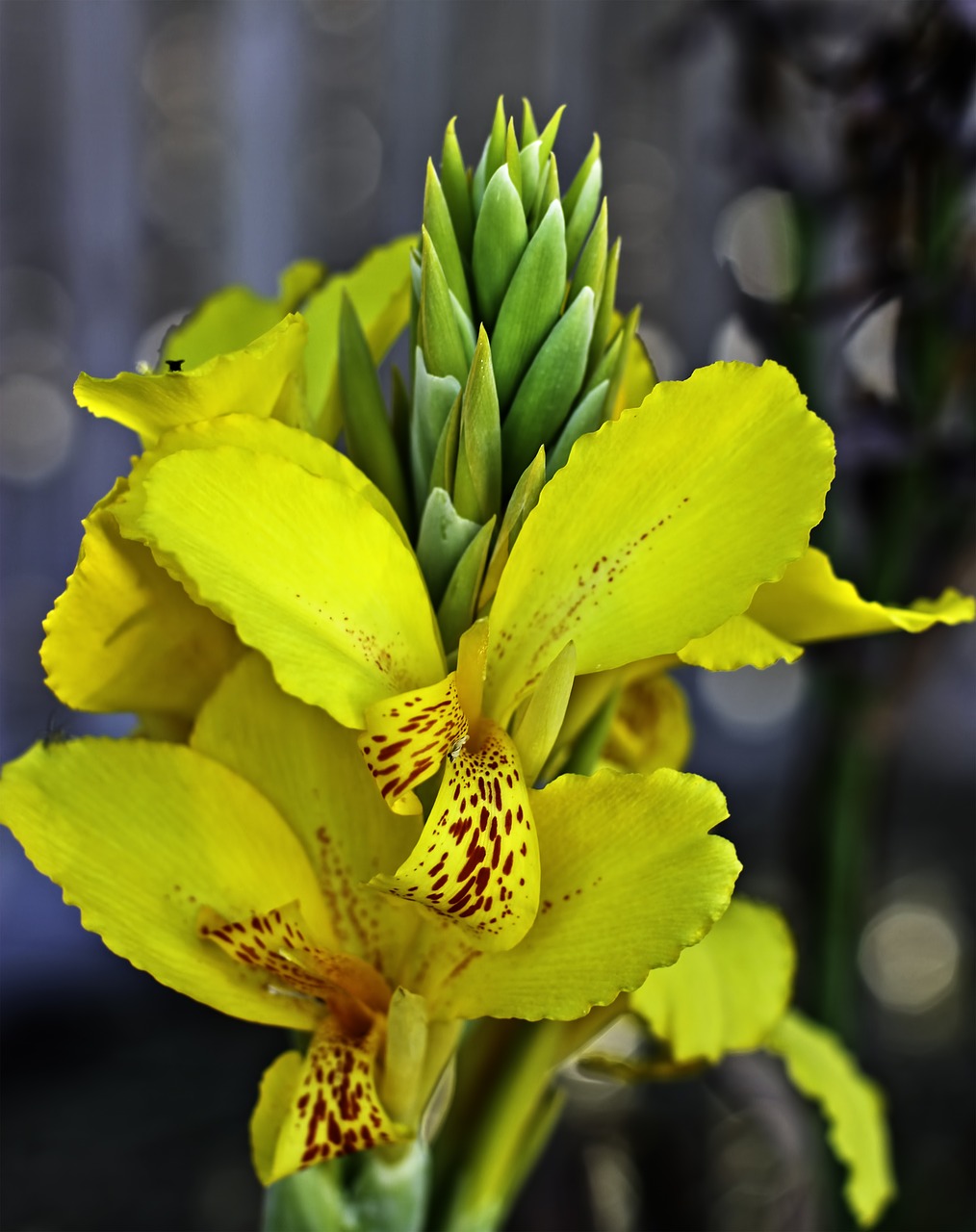 Image - townsville orchard flower gardens