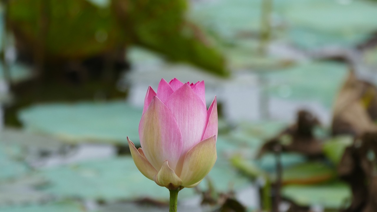 Image - lotus flower việt nam nature color