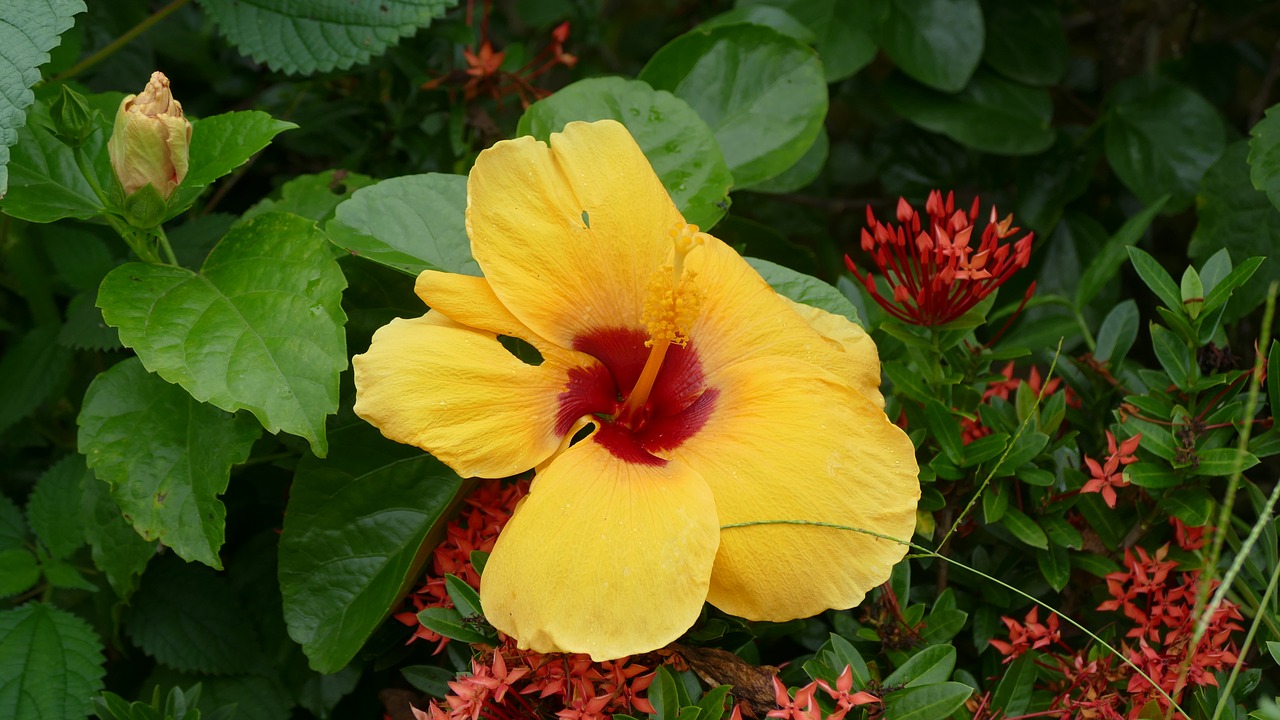 Image - hibiscus flower việt nam nature