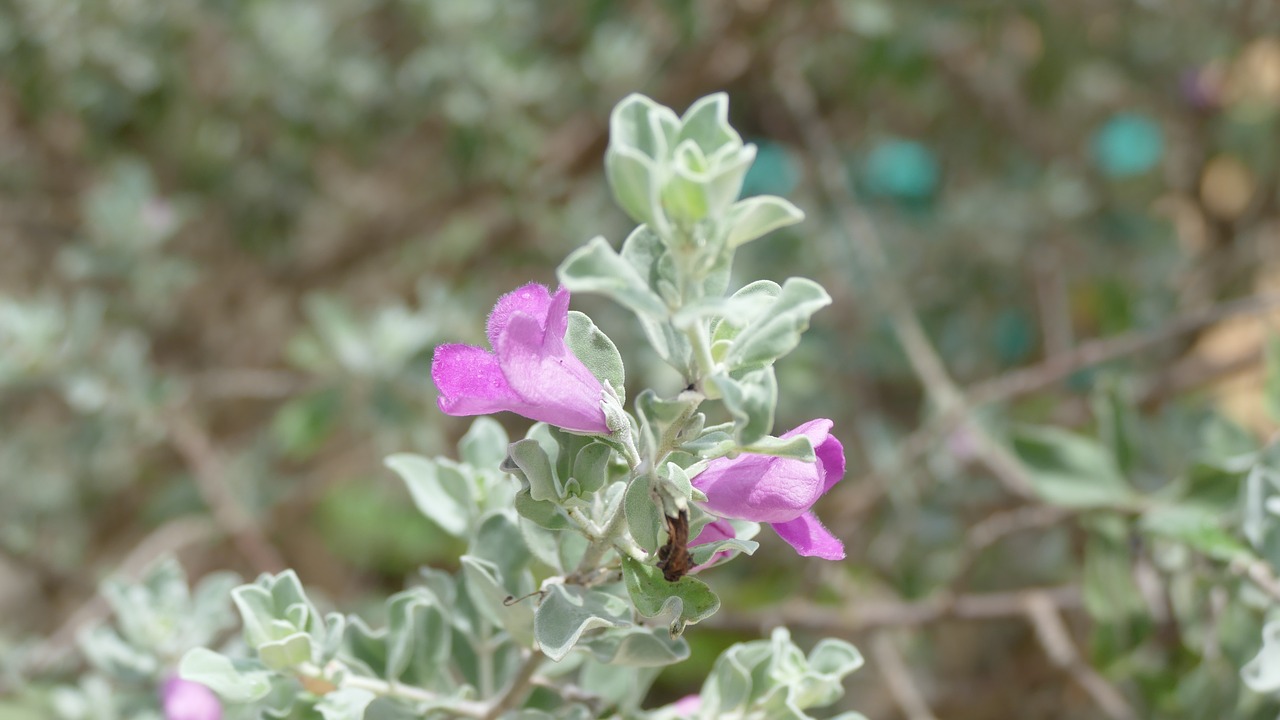 Image - flower việt nam nature color